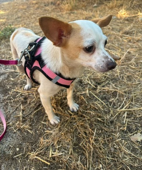 Sissi dolce canina taglia mini | Foto 1
