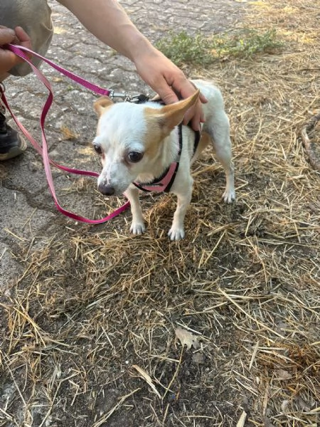Sissi dolce canina taglia mini | Foto 0