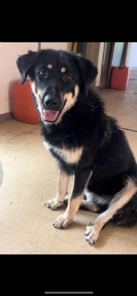 Eva stupenda cucciolona lupacchiotta d 1 anno