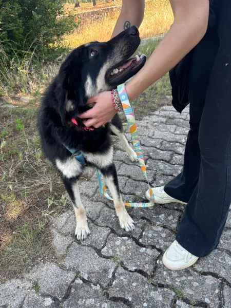 Eva stupenda cucciolona lupacchiotta d 1 anno | Foto 5