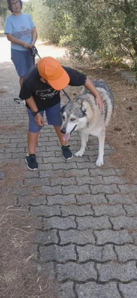 Anther magnifico cane lupo cecoslovacco  | Foto 11