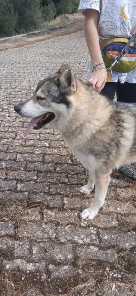 Anther magnifico cane lupo cecoslovacco  | Foto 10