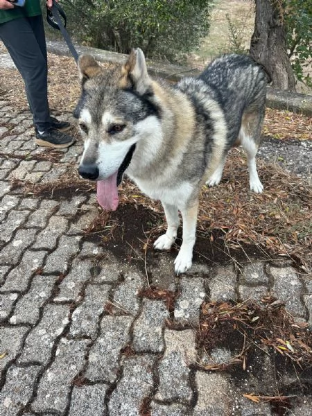 Anther magnifico cane lupo cecoslovacco  | Foto 9