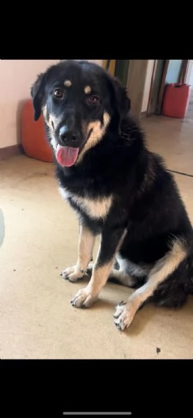 Eva stupenda cucciolona lupacchiotta d 1 anno | Foto 4