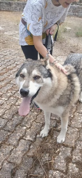 Anther magnifico cane lupo cecoslovacco  | Foto 7