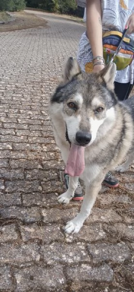 Anther magnifico cane lupo cecoslovacco 