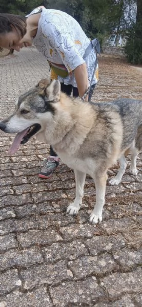 Anther magnifico cane lupo cecoslovacco  | Foto 6