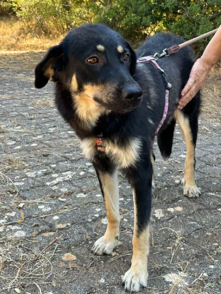 Eva stupenda cucciolona lupacchiotta d 1 anno | Foto 2