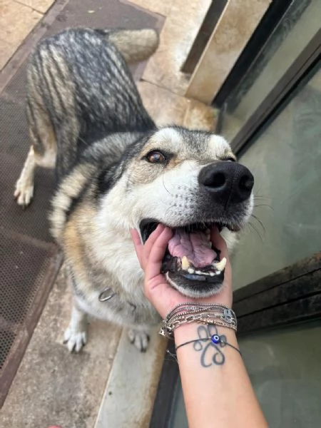 Anther magnifico cane lupo cecoslovacco  | Foto 3