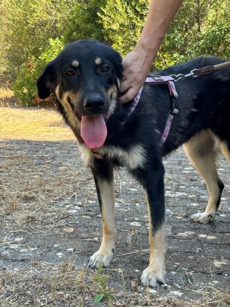 Eva stupenda cucciolona lupacchiotta d 1 anno | Foto 1