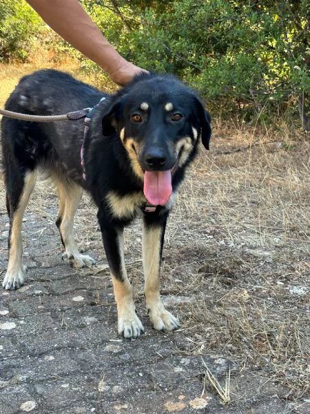 Eva stupenda cucciolona lupacchiotta d 1 anno | Foto 0