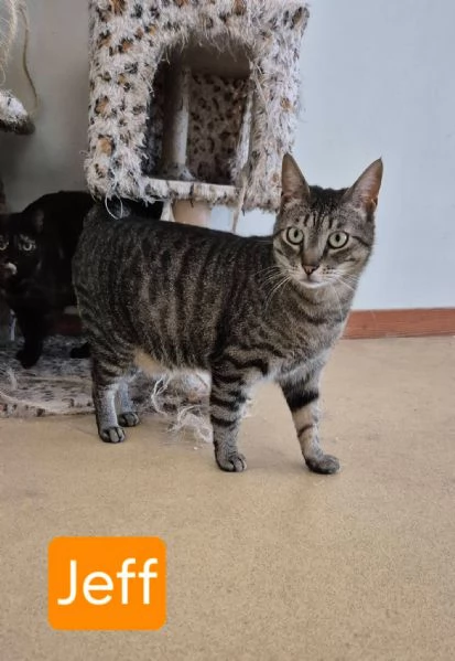 Jeff stupendo tigrotto | Foto 4