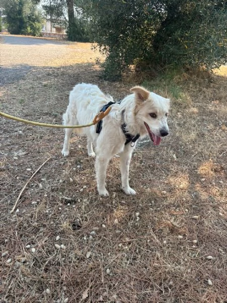 Lollo cucciolo solare d 12 mesi | Foto 13
