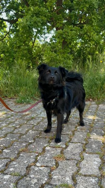 Lollo cucciolo solare d 12 mesi | Foto 12