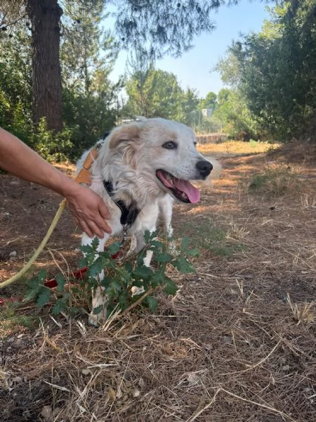 Lollo cucciolo solare d 12 mesi | Foto 11