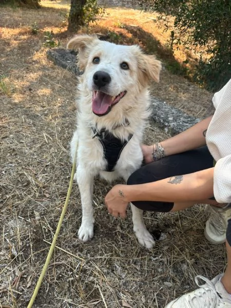 Lollo cucciolo solare d 12 mesi | Foto 10