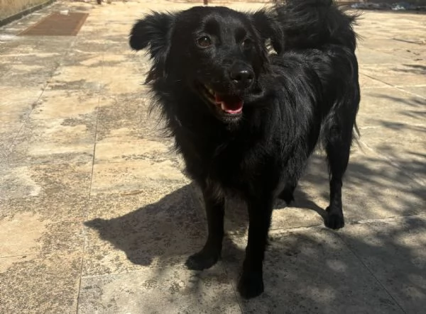 Lollo cucciolo solare d 12 mesi | Foto 9