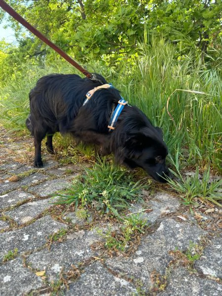 Lollo cucciolo solare d 12 mesi | Foto 8