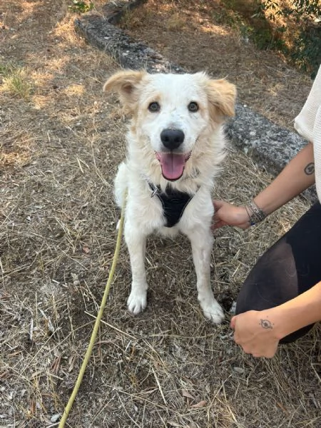 Lollo cucciolo solare d 12 mesi | Foto 7