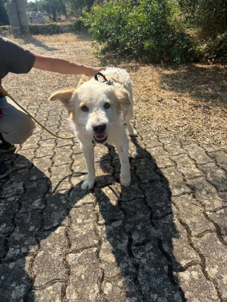Lollo cucciolo solare d 12 mesi | Foto 6