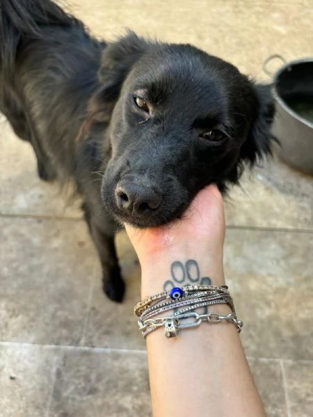 Lollo cucciolo solare d 12 mesi | Foto 5