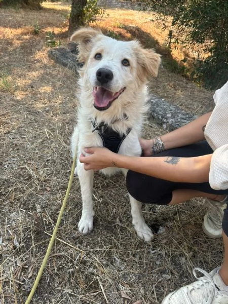 Lollo cucciolo solare d 12 mesi