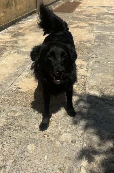 Lollo cucciolo solare d 12 mesi | Foto 4