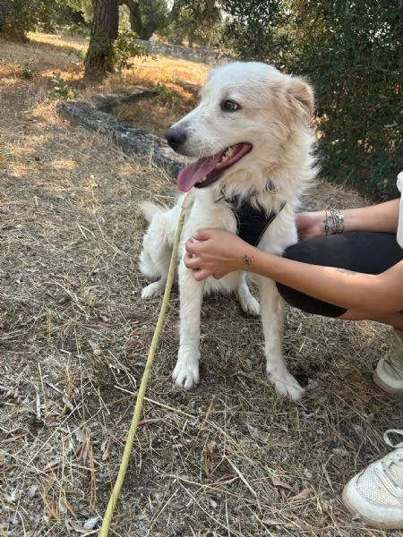 Lollo cucciolo solare d 12 mesi | Foto 3
