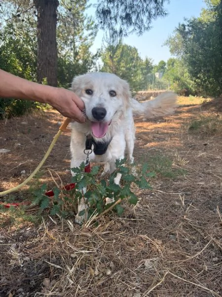 Lollo cucciolo solare d 12 mesi | Foto 2