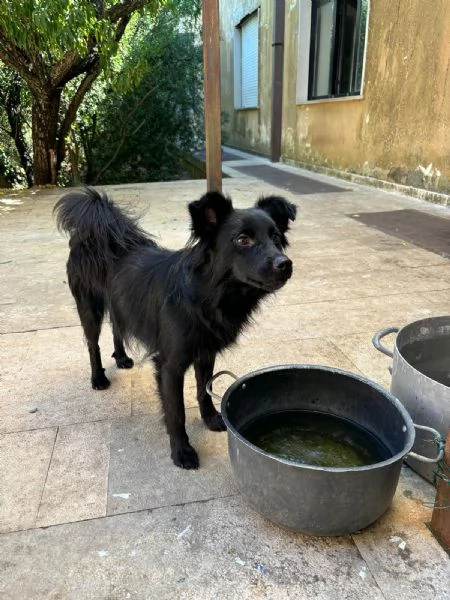 Lollo cucciolo solare d 12 mesi | Foto 1