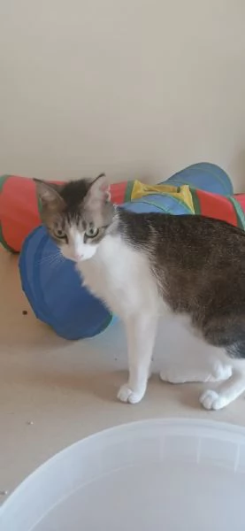 Lucas meraviglioso gattino dagli occhi verdi  | Foto 4