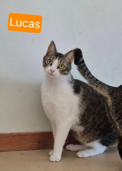 Lucas meraviglioso gattino dagli occhi verdi  | Foto 3