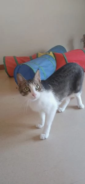 Lucas meraviglioso gattino dagli occhi verdi  | Foto 2