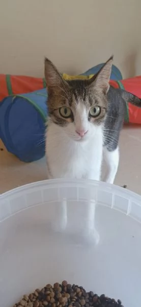 Lucas meraviglioso gattino dagli occhi verdi  | Foto 1
