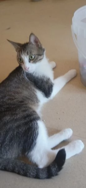 Lucas meraviglioso gattino dagli occhi verdi  | Foto 0
