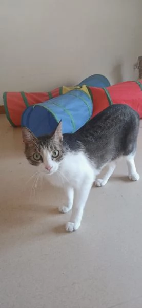 Lucas meraviglioso gattino dagli occhi verdi 