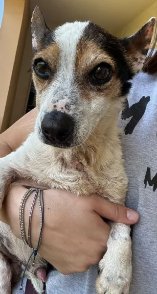  Dolcissimo simil jack russel  | Foto 10