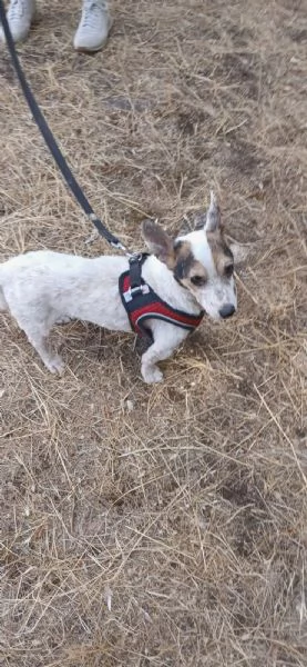  Dolcissimo simil jack russel  | Foto 9