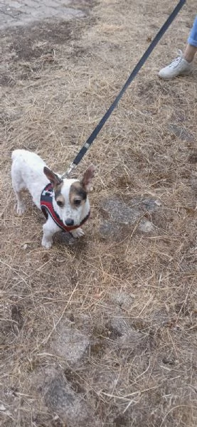  Dolcissimo simil jack russel  | Foto 8