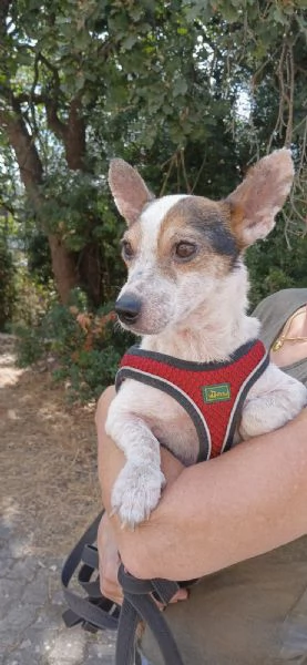  Dolcissimo simil jack russel 