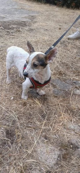  Dolcissimo simil jack russel  | Foto 7