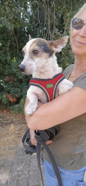  Dolcissimo simil jack russel  | Foto 6