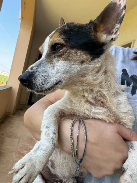  Dolcissimo simil jack russel  | Foto 5