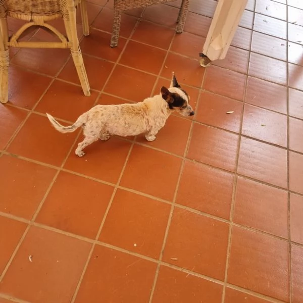  Dolcissimo simil jack russel  | Foto 4
