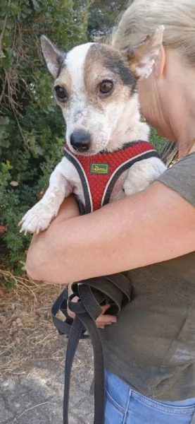  Dolcissimo simil jack russel  | Foto 3