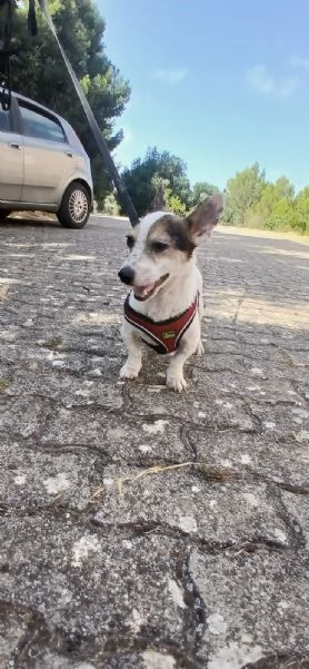  Dolcissimo simil jack russel  | Foto 2