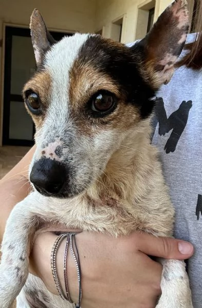  Dolcissimo simil jack russel  | Foto 1