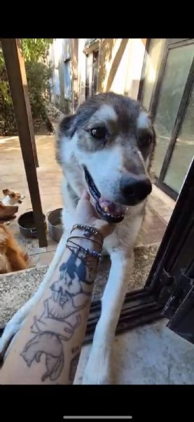 meraviglioso simil cane lupo cecoslovacco  | Foto 6