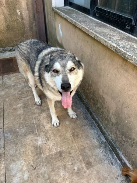 meraviglioso simil cane lupo cecoslovacco  | Foto 5