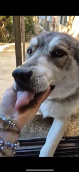 meraviglioso simil cane lupo cecoslovacco  | Foto 4